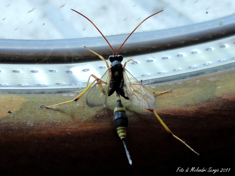 Ichneumonidae: Acroricnus seductor